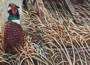 Winners chosen for Minnesota’s pheasant and wild turkey 2027 stamps — Outdoor News Minnesota — Gopher